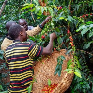 Cosecha de café en Pluma Hidalgo