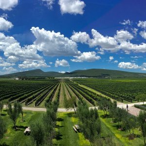 Vendimias del Valle de Querétaro