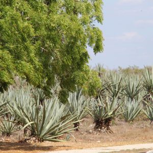 Hacienda henequenera viva