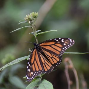 Mariposa Monarca + cocina michoacana