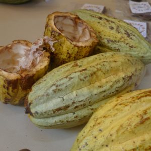 Festival del Chocolate en Tabasco