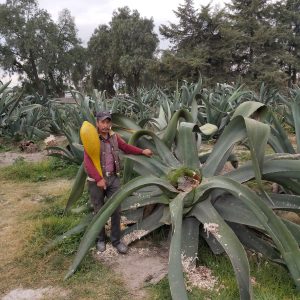 Ex-hacienda pulquera en Tlaxcala: al fogón